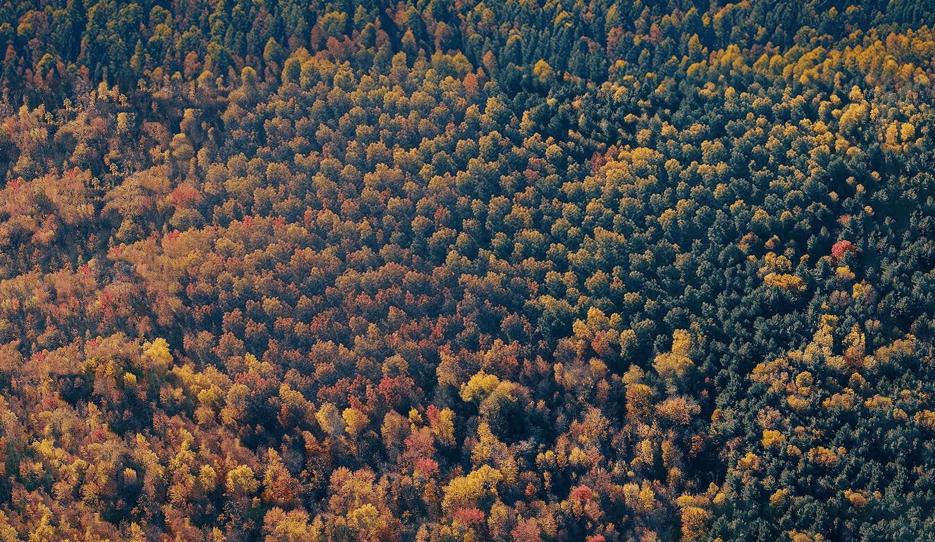 autumn forest